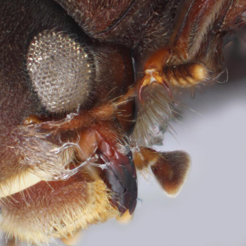 Lutrochus_acuminatus_maxilla.jpg