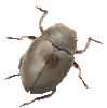 Travertine Beetles of the World